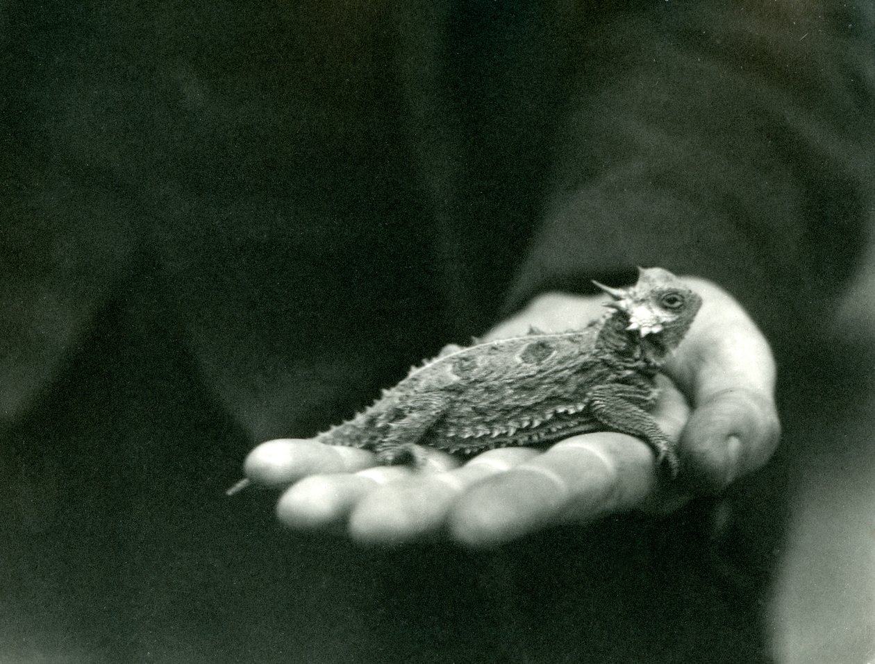 Eine Hornkröte ruht in der Hand ihres Wärters, Londoner Zoo, April 1923 von Frederick William Bond