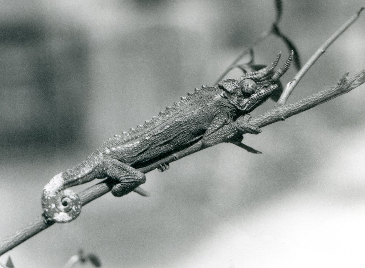 Ein Jacksons Chamäleon, das sich an einem Ast festhält, Londoner Zoo, August 1926 von Frederick William Bond