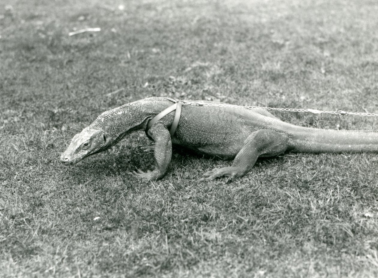 Ein Komodowaran, der auf einem Rasen spazieren geht, mit Geschirr und Leine von Frederick William Bond