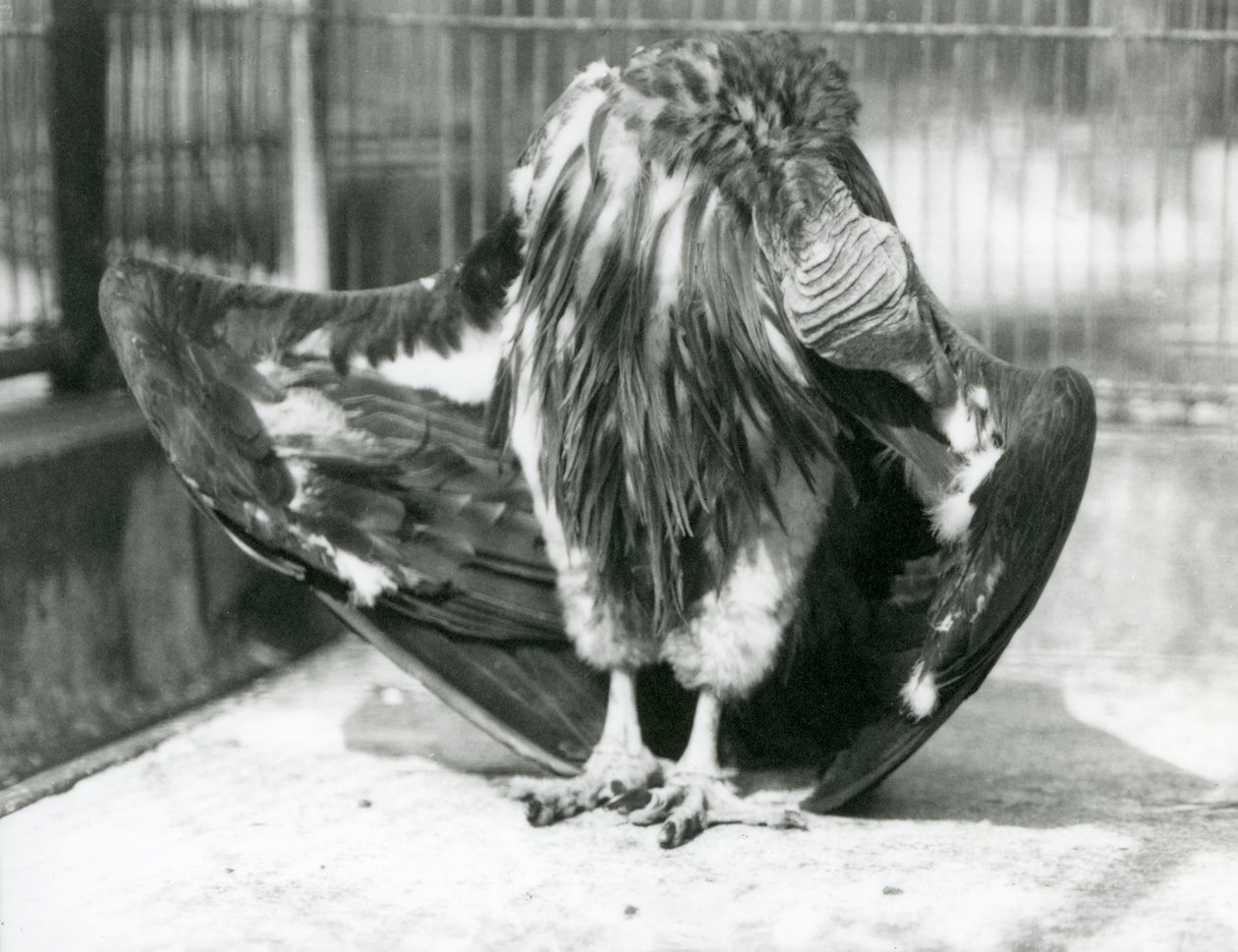 Ein Lappengeier steht auf dem Boden seines Geheges und putzt seine Flügelfedern, London Zoo von Frederick William Bond