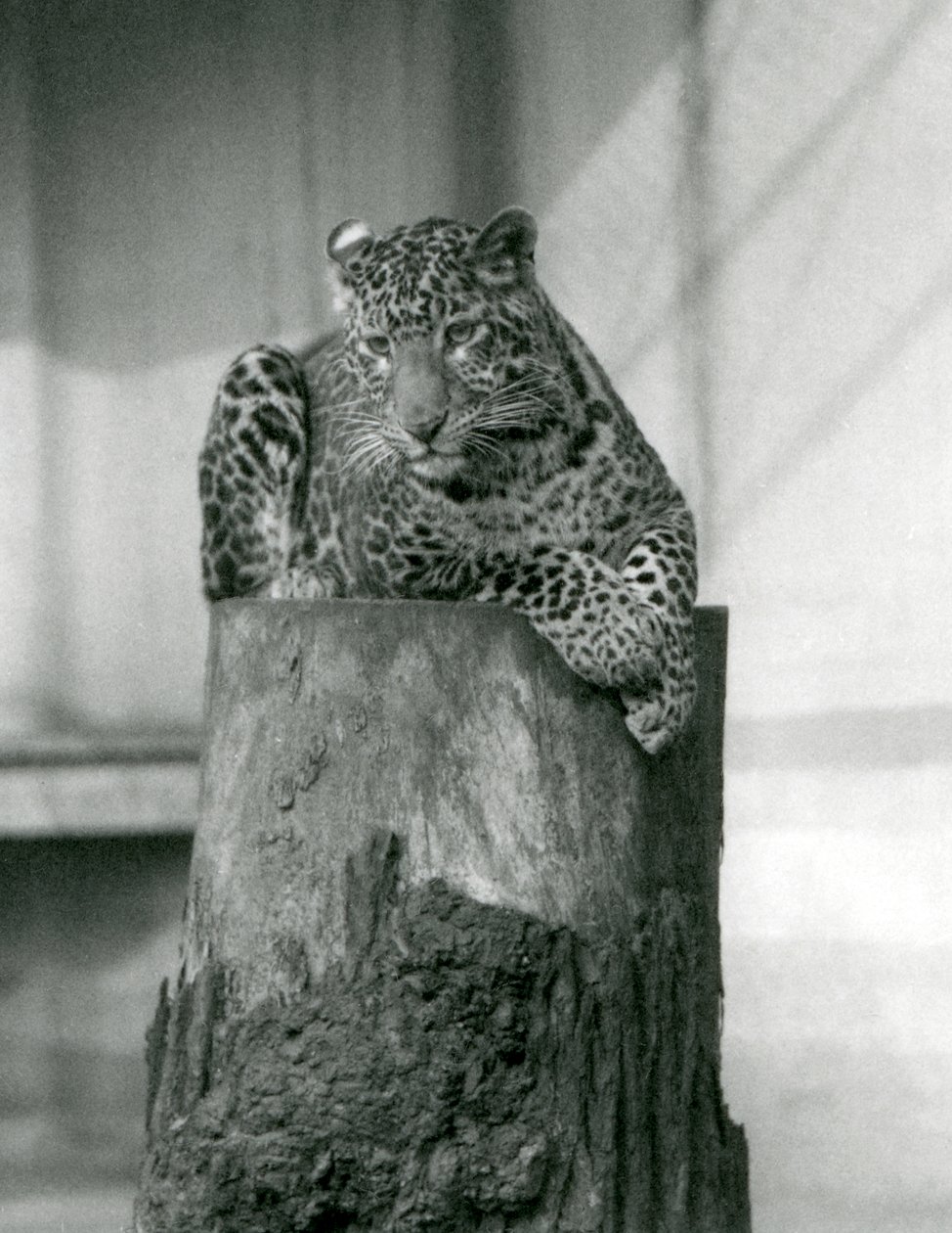 Ein Leopard liegt auf der Spitze eines Baumstumpfes, Londoner Zoo von Frederick William Bond