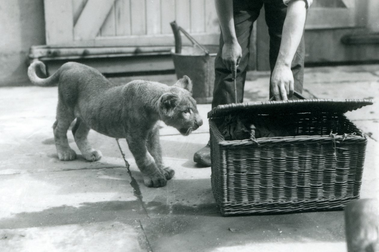Ein Löwenjunges schaut auf ein Tigerjunges in einem Weidenkorb, den ein Pfleger öffnet, Londoner Zoo, September 1925 von Frederick William Bond