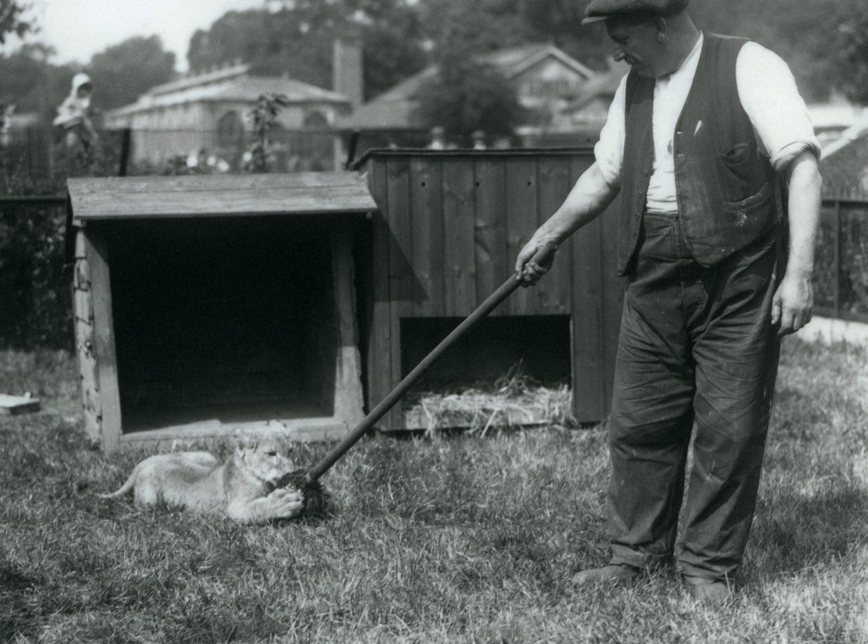 Ein Löwenjunges spielt mit einem Mopp, den sein Pfleger hält, auf dem Gras vor seinem Gehege, Londoner Zoo, September 1925 von Frederick William Bond