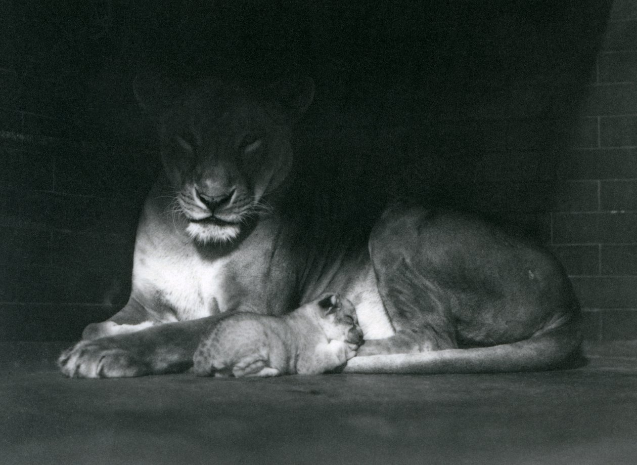 Eine Löwin und ein Junges liegen im Schatten des hinteren Teils ihres Geheges, Londoner Zoo, Oktober 1925 von Frederick William Bond