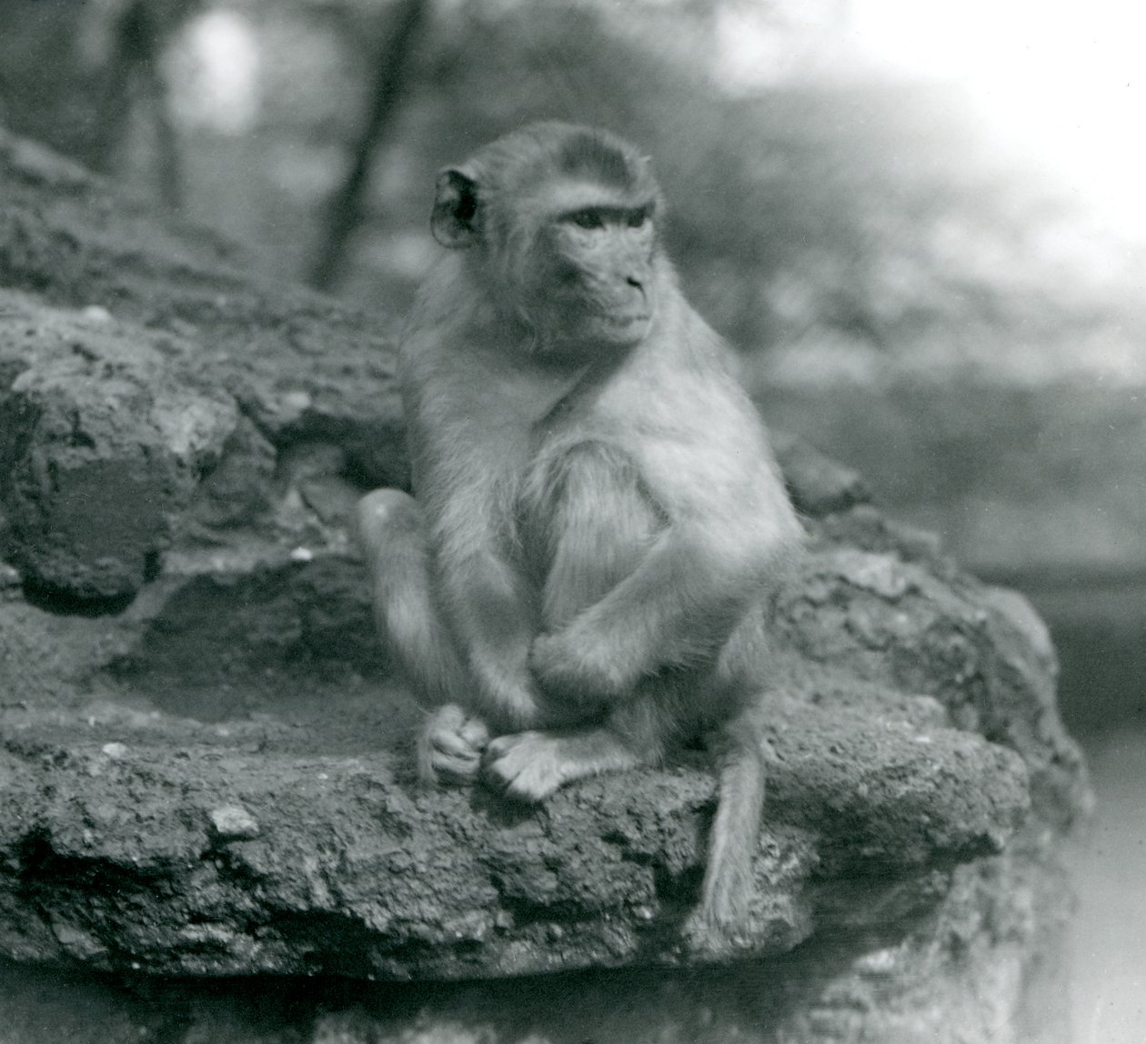 Ein Makake sitzt auf einem Felsen im Londoner Zoo, 1924 von Frederick William Bond