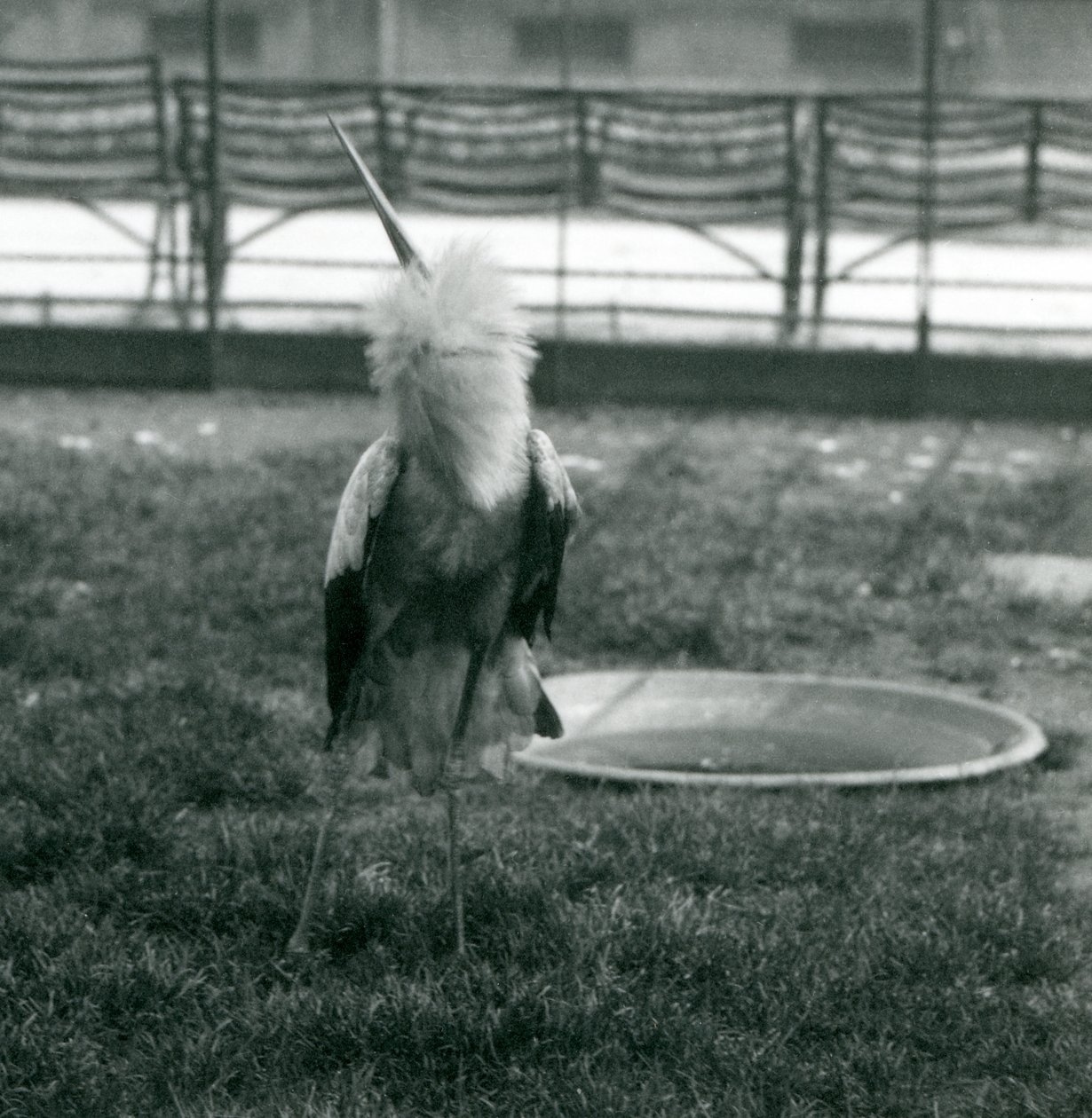 Ein Maguari-Storch führt die Auf-und-Ab-Anzeige aus, während er auf Gras neben einem kleinen Betonbecken steht, London Zoo, Juli 1925 (s/w Foto) von Frederick William Bond