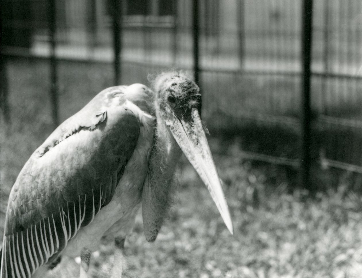 Ein Marabu-Storch steht in seinem Gehege im London Zoo, September 1928 von Frederick William Bond