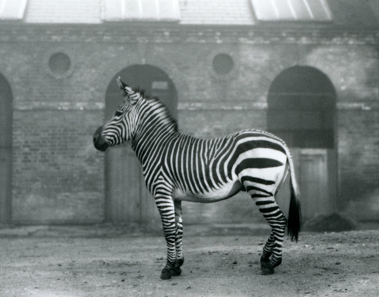 Ein Bergzebra steht in seinem Gehege vor den hohen Türen des Giraffenhauses im Londoner Zoo, 1927 von Frederick William Bond