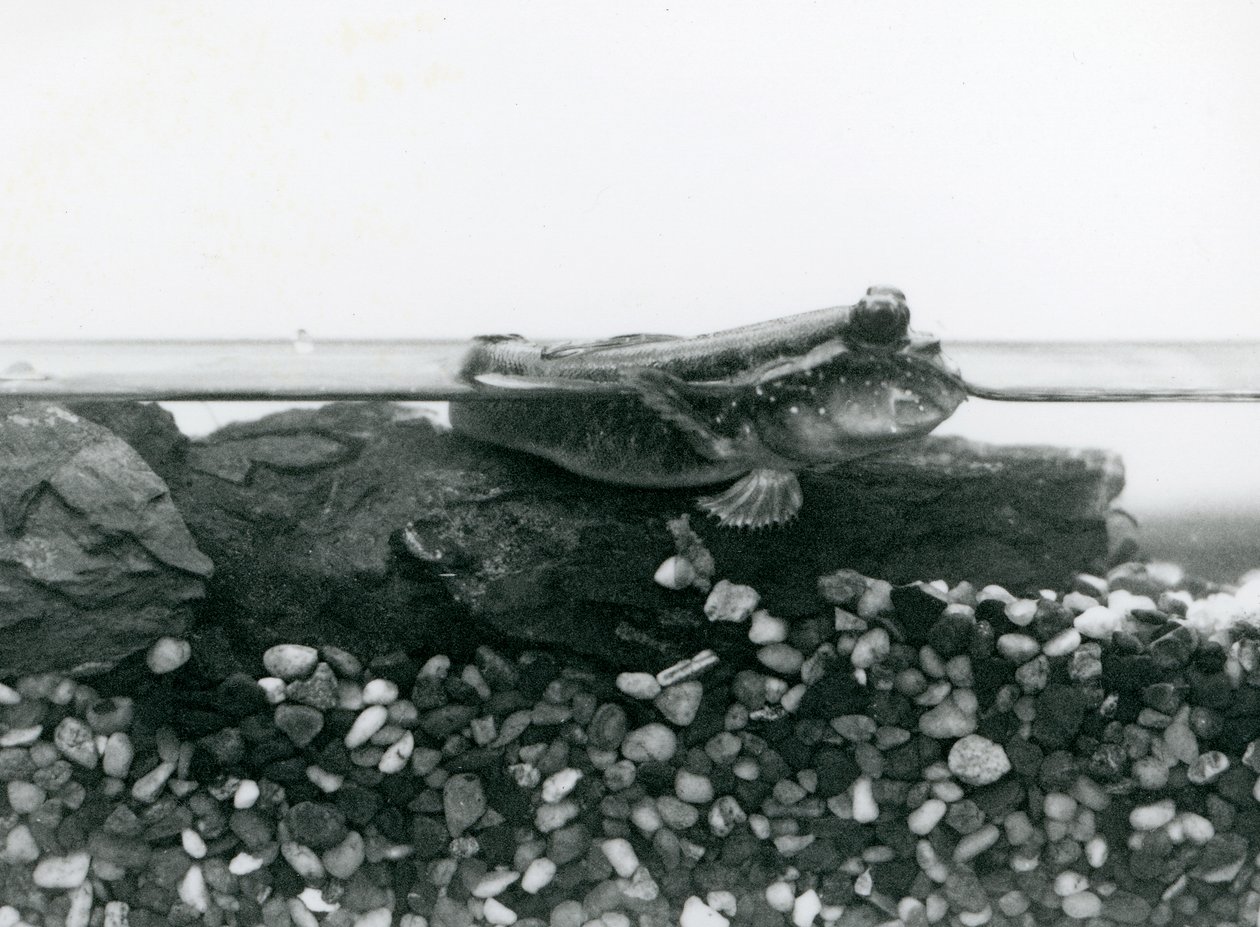 Ein Schlammspringer, der auf untergetauchten Felsen ruht, mit seinen Augen über Wasser, London Zoo von Frederick William Bond