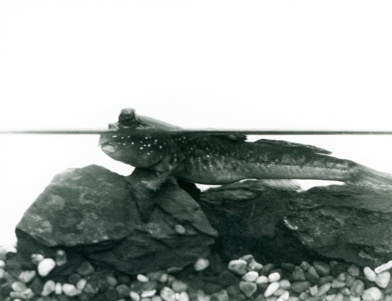 Ein Schlammspringer, ruht auf untergetauchten Felsen, mit den Augen über Wasser, London Zoo von Frederick William Bond