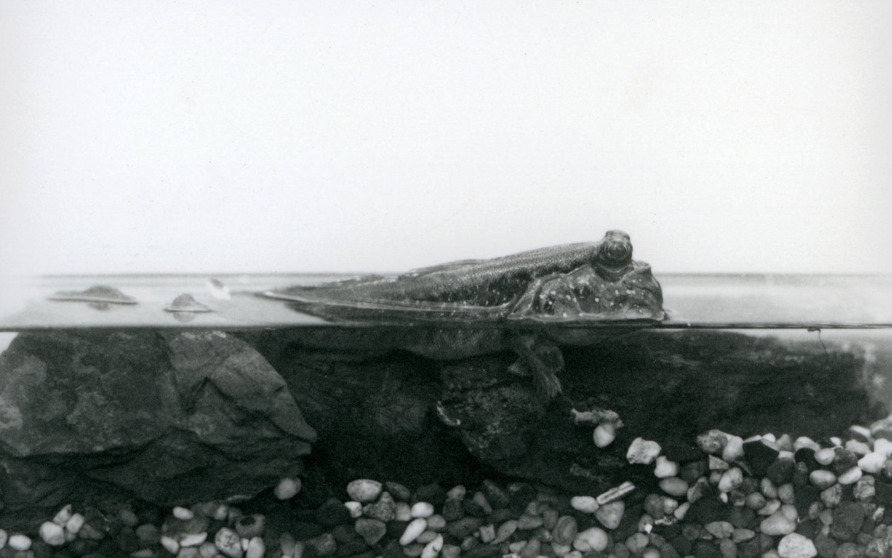 Ein Schlammspringer, der auf untergetauchten Felsen ruht, mit der oberen Hälfte seines Körpers über Wasser, London Zoo von Frederick William Bond