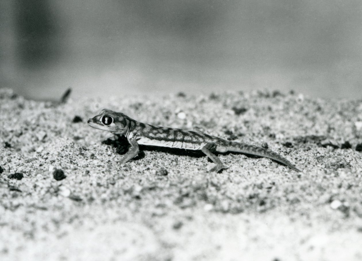 Ein namibischer Sandgecko/Webfußgecko steht auf Sand, London Zoo, September 1928 (s/w Foto) von Frederick William Bond