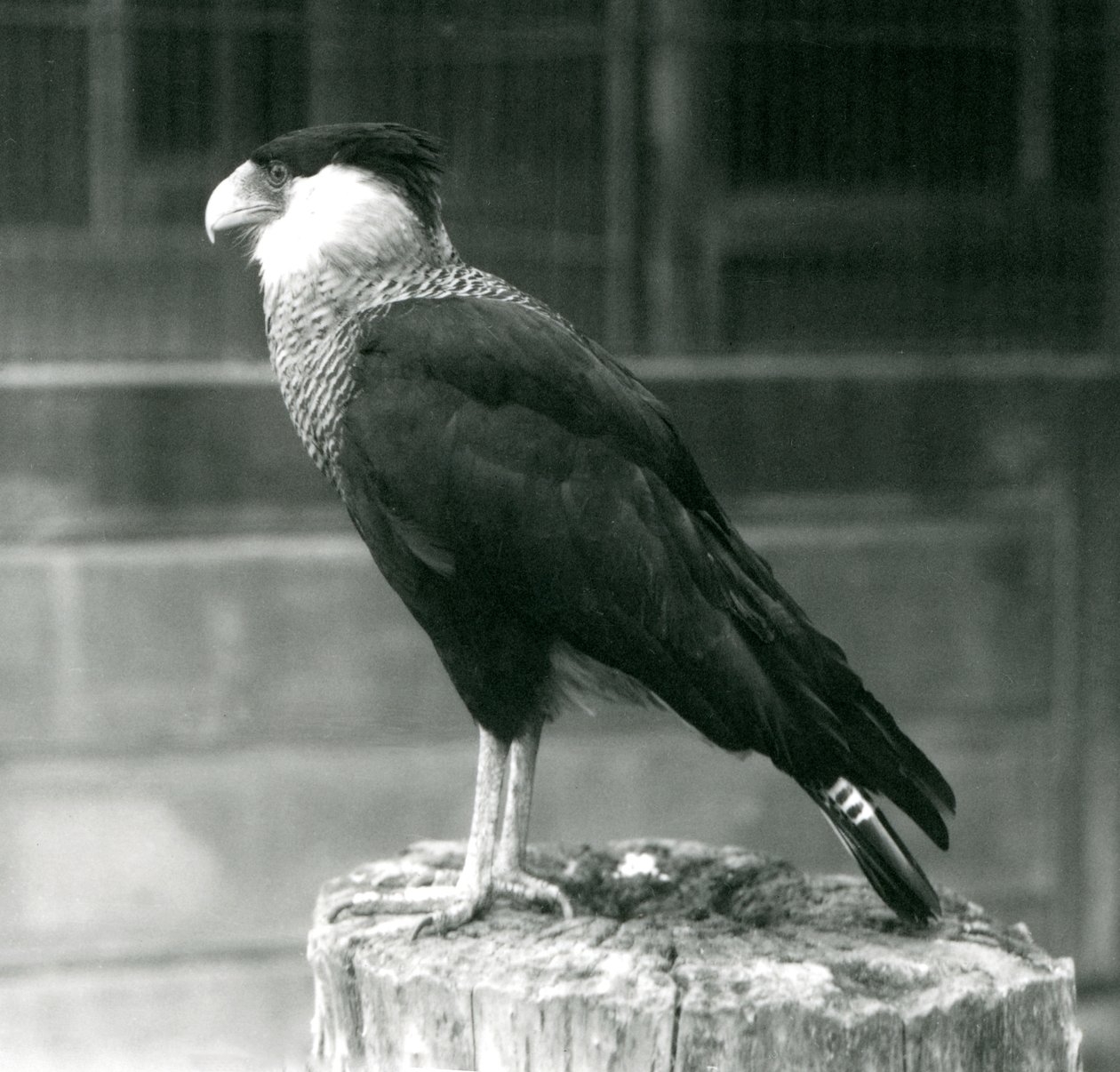 Ein Nordkammkarakara auf einem Baumstamm im Londoner Zoo, September 1925 von Frederick William Bond