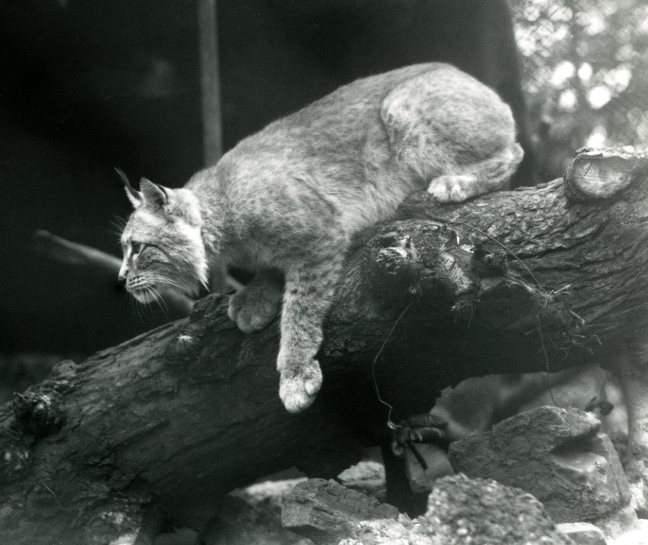 Ein Nordluchs, der sich von einem Ast herunterbeugt, Londoner Zoo, Oktober 1925 von Frederick William Bond