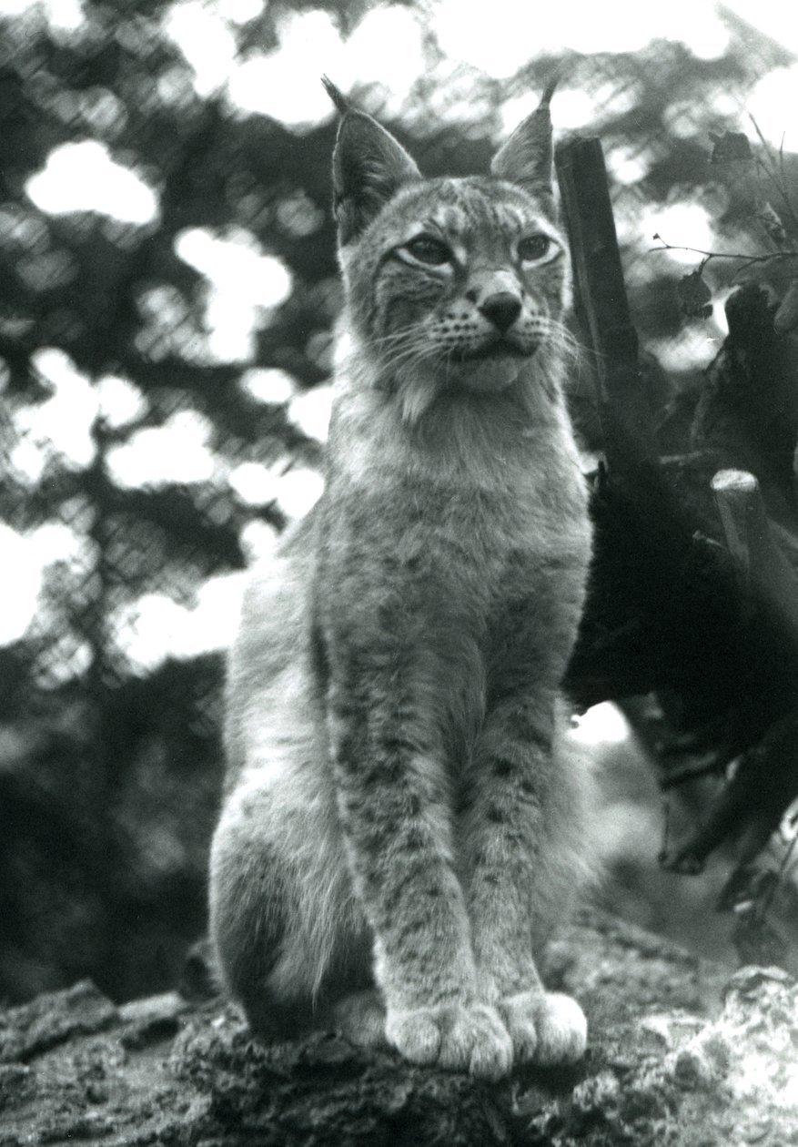 Ein Nordluchs sitzt im London Zoo, Juli 1925 von Frederick William Bond