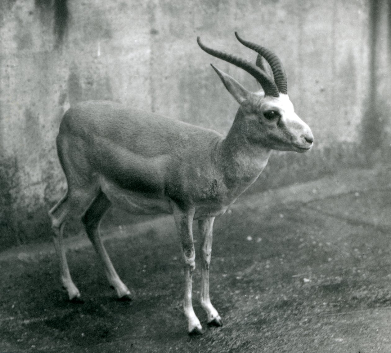 Eine persische, geißenartige oder schwarzschwänzige Gazelle im Londoner Zoo, August 1927 von Frederick William Bond