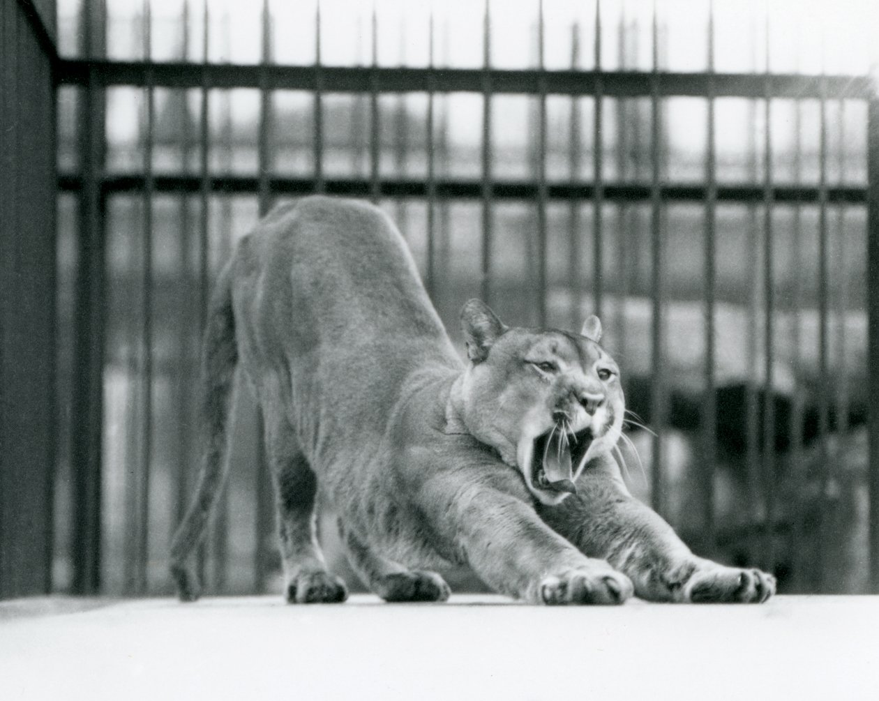 Ein Puma, der im Londoner Zoo im Juni 1925 gähnt und sich streckt von Frederick William Bond