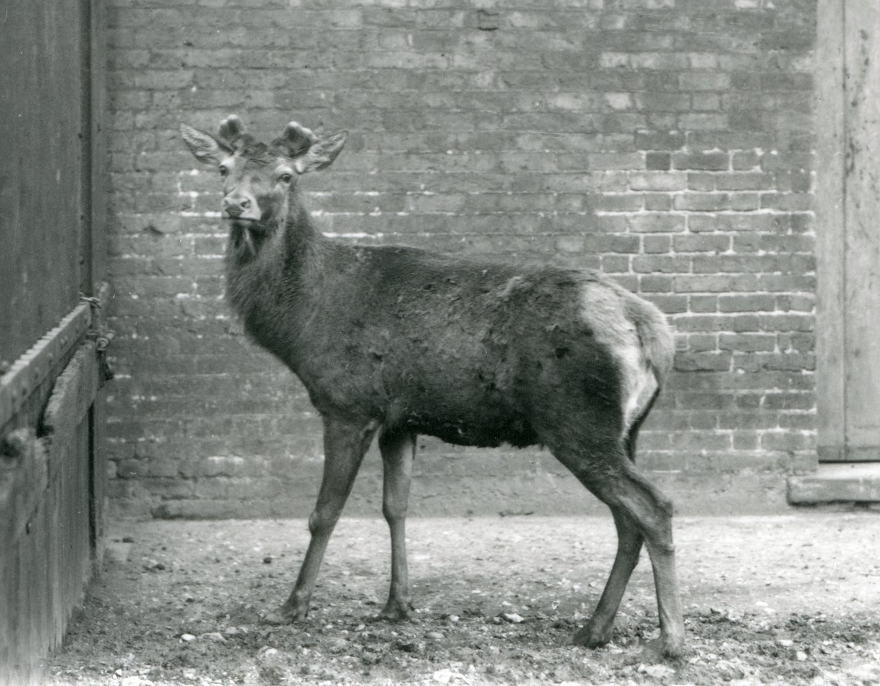 Ein Rothirsch mit wachsenden Geweihen, London Zoo, August 1928 (s/w Foto) von Frederick William Bond