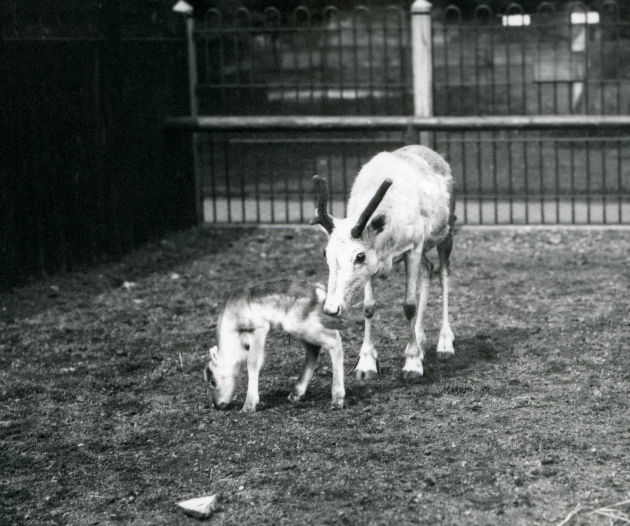 Ein Rentier mit ihrem Kalb im Londoner Zoo, März 1914 von Frederick William Bond