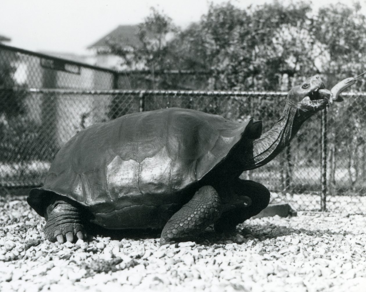 Ein Galapagos-Sattelschildkröte wird mit einer Banane an einem Stock gefüttert (s/w Foto) von Frederick William Bond