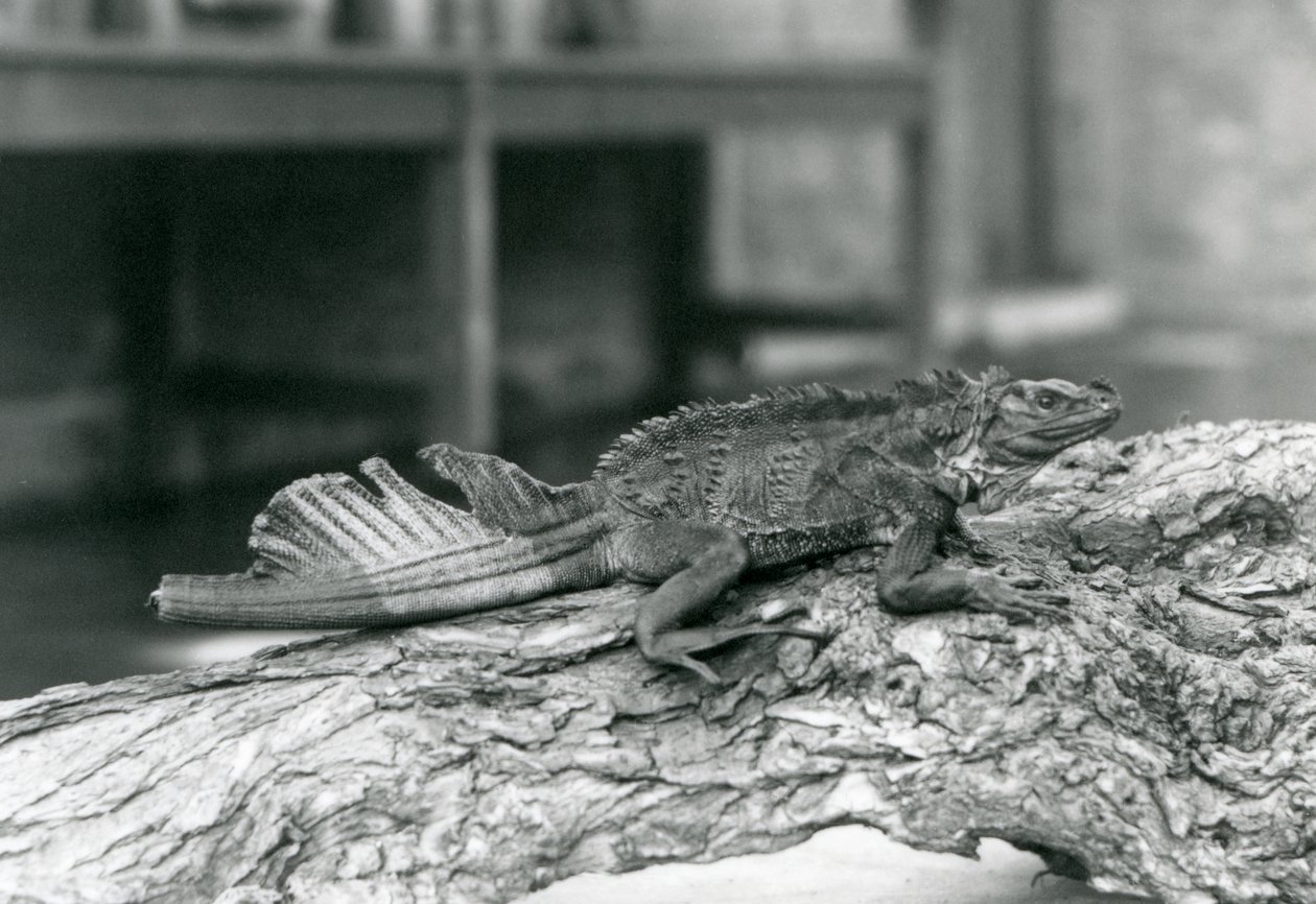 Ein Segelflossenleguan mit beschädigtem Schwanz, ruht auf einem Baumstamm im Londoner Zoo 1928 von Frederick William Bond