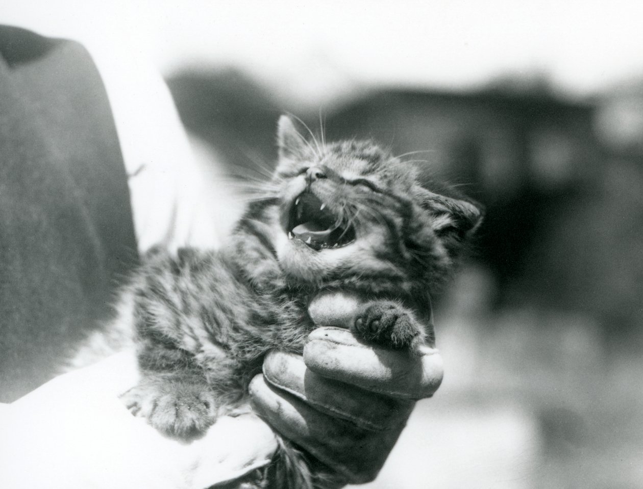 Ein schottisches Wildkatzenjunges in den Händen seines Pflegers, Londoner Zoo von Frederick William Bond