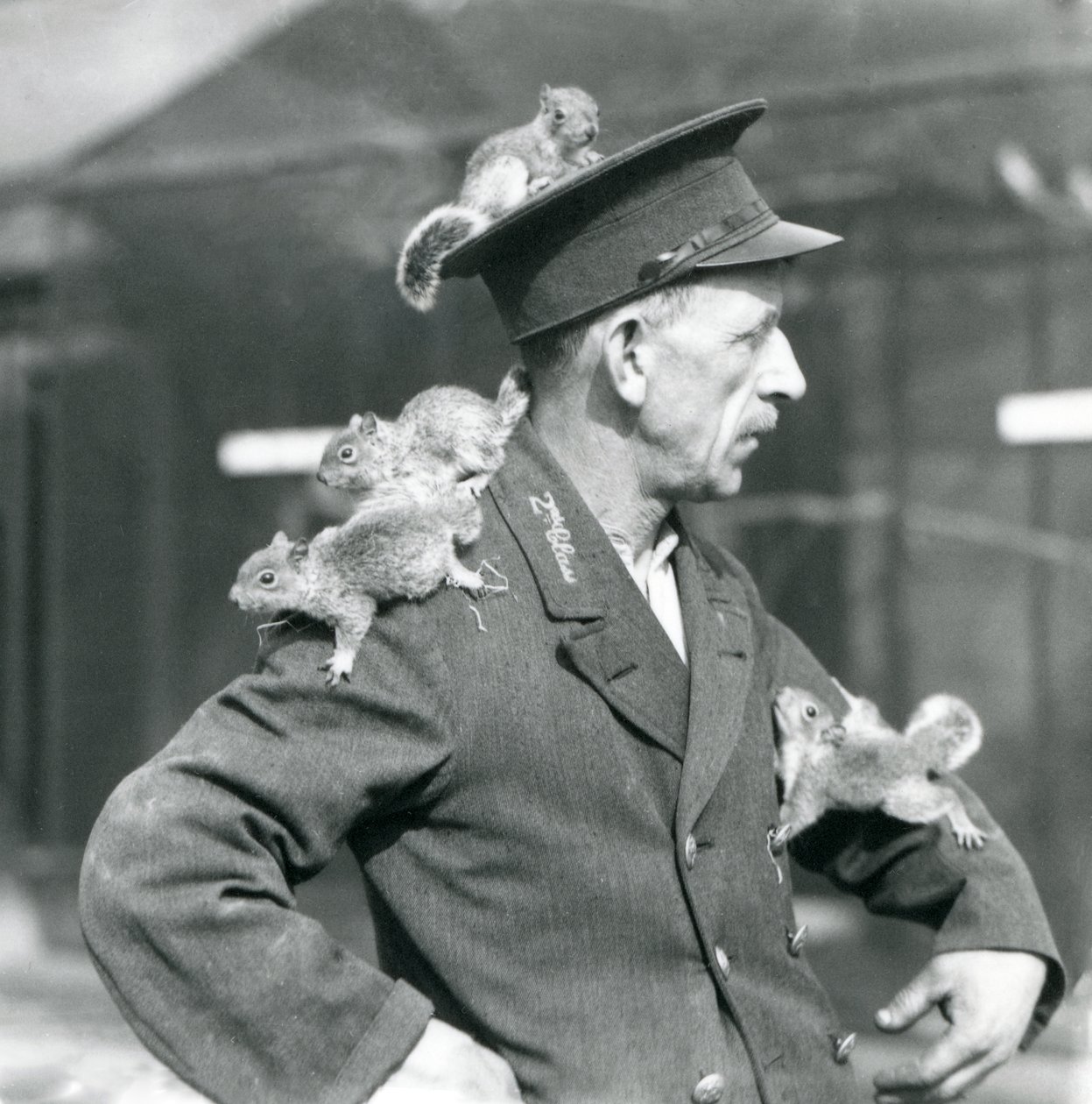 Ein Zweitklassiger Wärter mit vier jungen Grauhörnchen, die auf seinem Uniformhut und seiner Jacke klettern, Londoner Zoo von Frederick William Bond