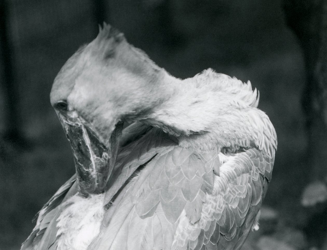 Ein Schuhschnabel, der sich im Londoner Zoo 1926 die Federn putzt von Frederick William Bond