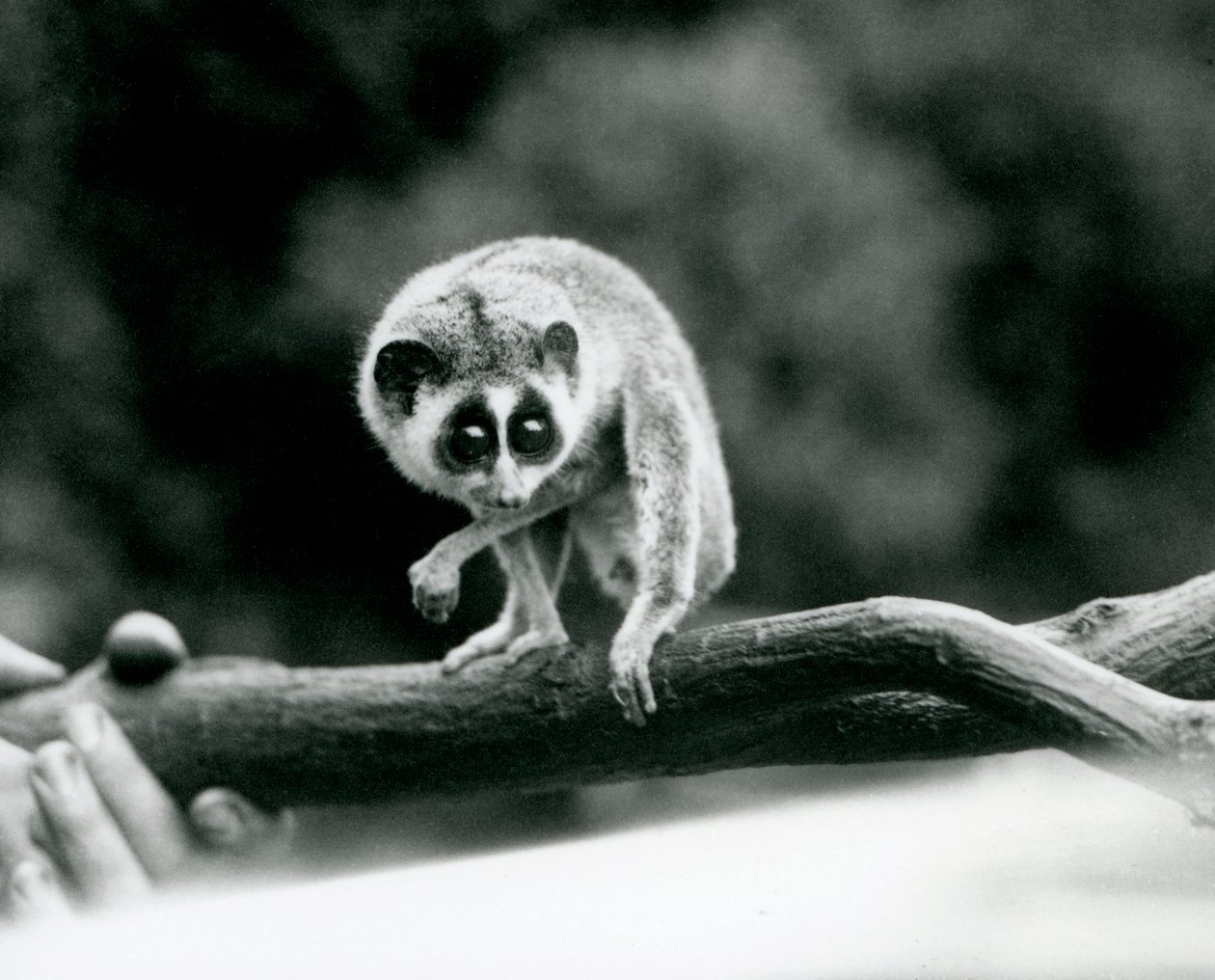 Ein Schlanker Loris, der von einem Ast herabblickt, der in den Händen eines Pflegers gehalten wird, Londoner Zoo, August 1926 von Frederick William Bond
