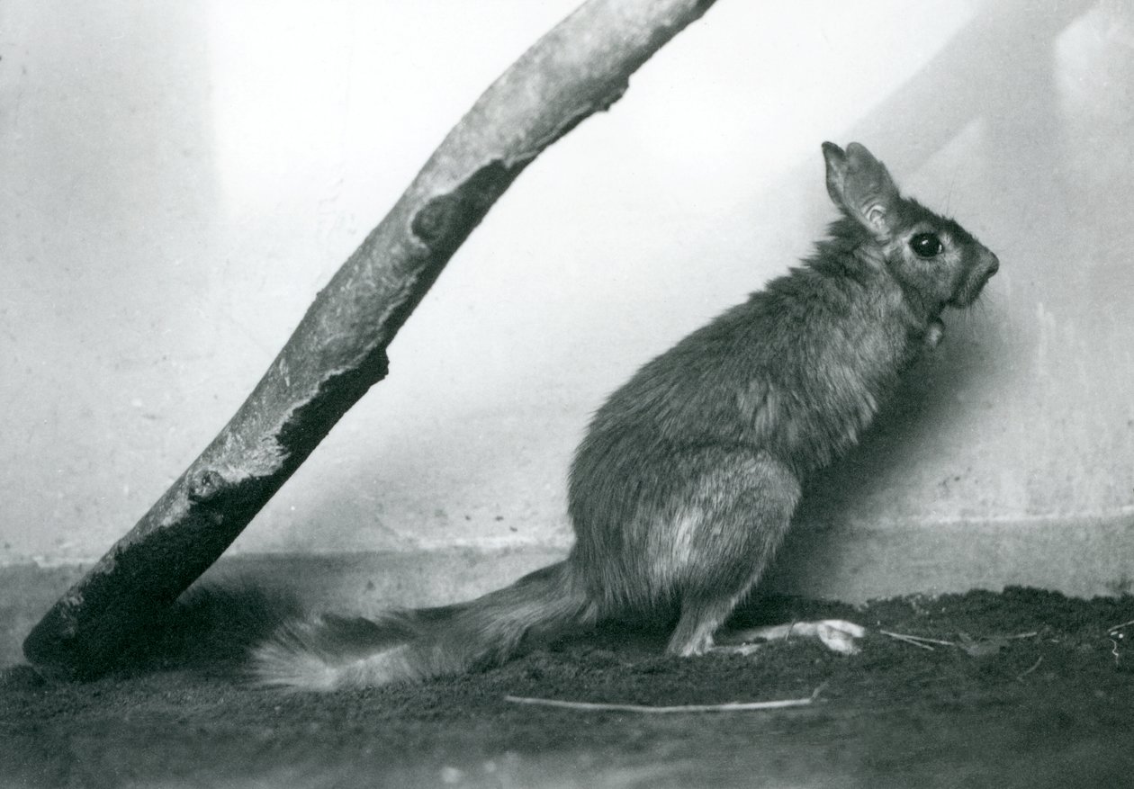 Ein südafrikanischer Springhase, der unter einem Ast in seinem Gehege sitzt, London Zoo, Dezember 1925 von Frederick William Bond