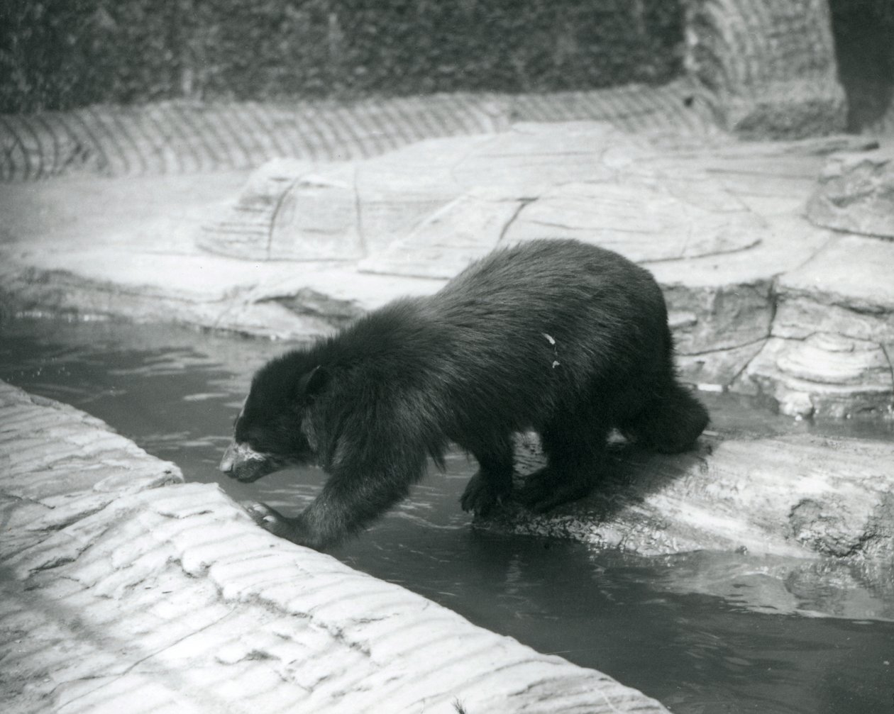 Ein Brillen- oder Andenbär überquert einen Bach in seinem Gehege im Londoner Zoo, Juli 1925 von Frederick William Bond