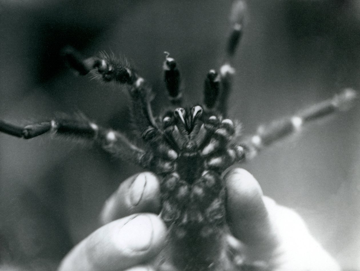 Eine Vogelspinne, die hochgehalten wird, um ihre Fangzähne von unten zu zeigen, Londoner Zoo, Oktober 1925 von Frederick William Bond