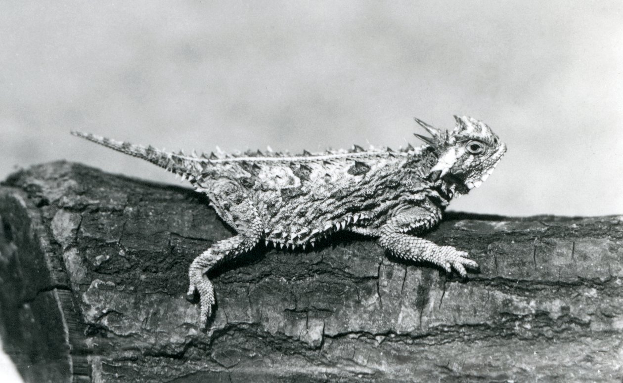 Eine Texas-Hornkröte, die auf einem Baumstamm im Londoner Zoo im August 1928 ruht von Frederick William Bond