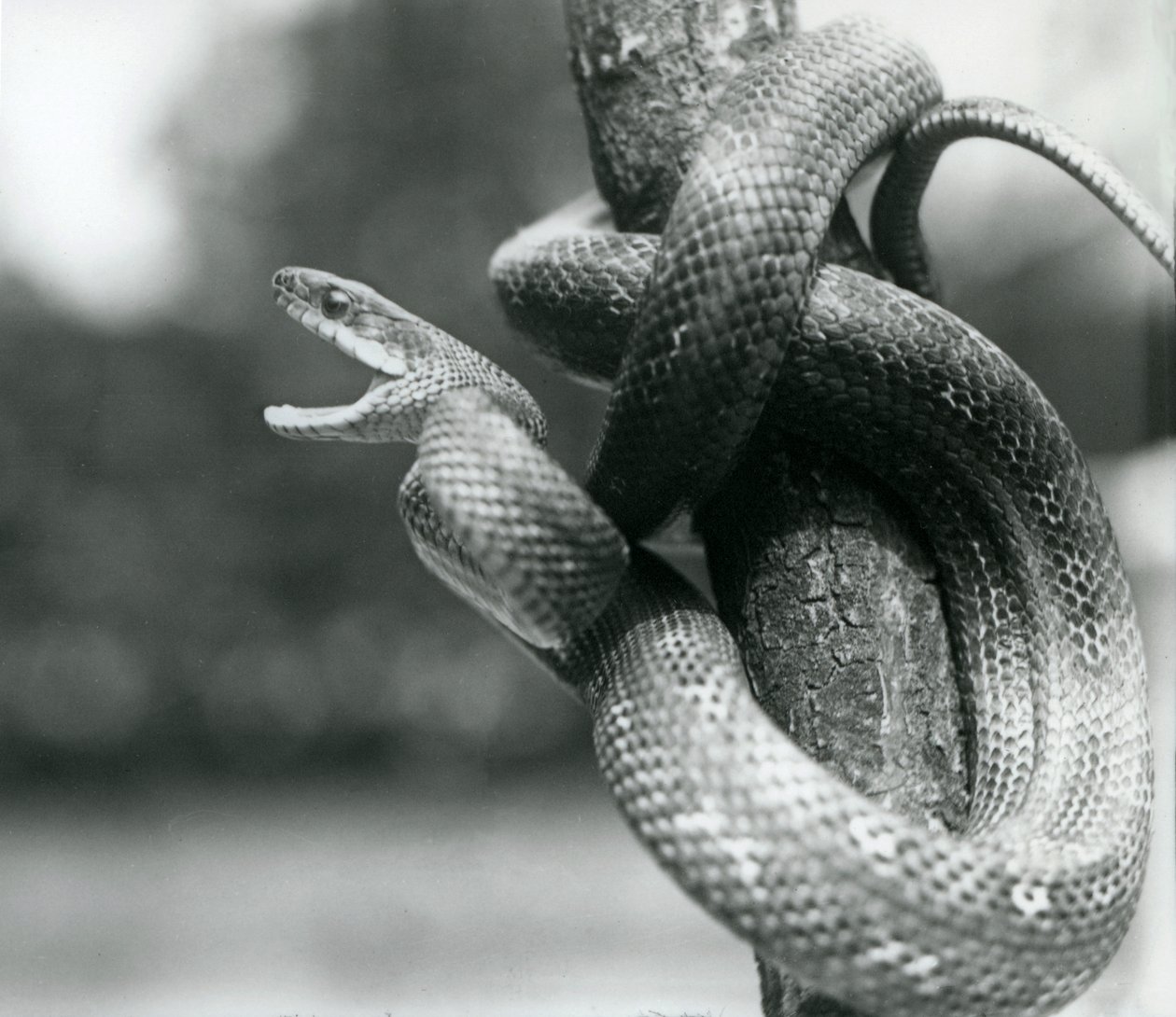 Eine Texas-Rattenschlange, die den Mund aufreißt, während sie sich um einen fast vertikalen Ast windet, Londoner Zoo, August 1928 von Frederick William Bond
