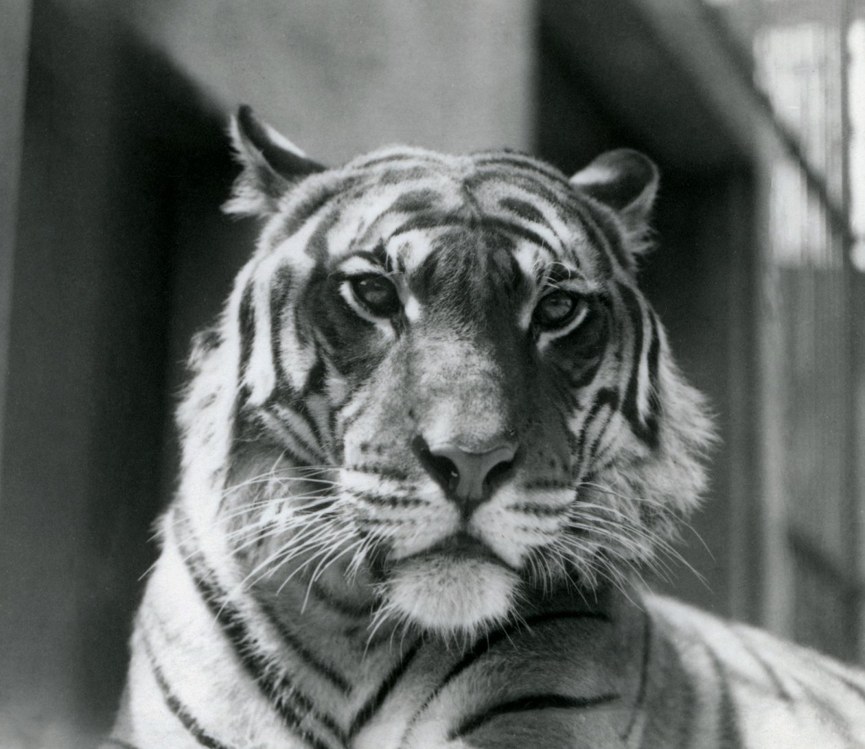 Ein Tiger im Londoner Zoo im Juli 1924 von Frederick William Bond