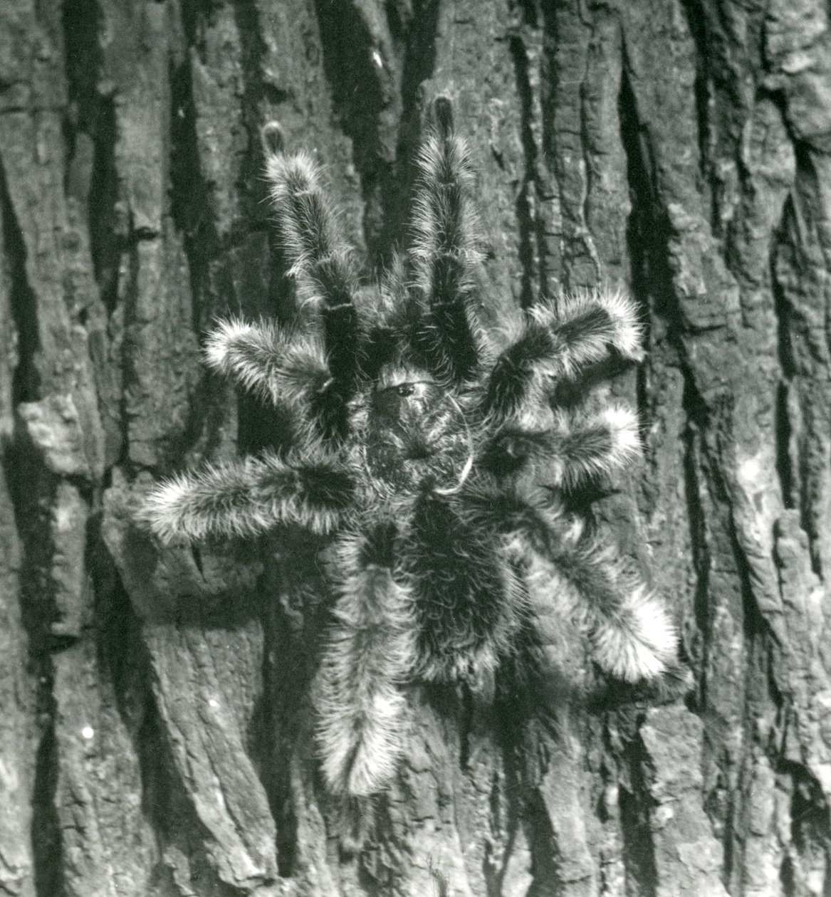 Eine Trinidad Chevron Vogelspinne auf der Rinde eines Baumstamms, Londoner Zoo, Oktober 1926 von Frederick William Bond
