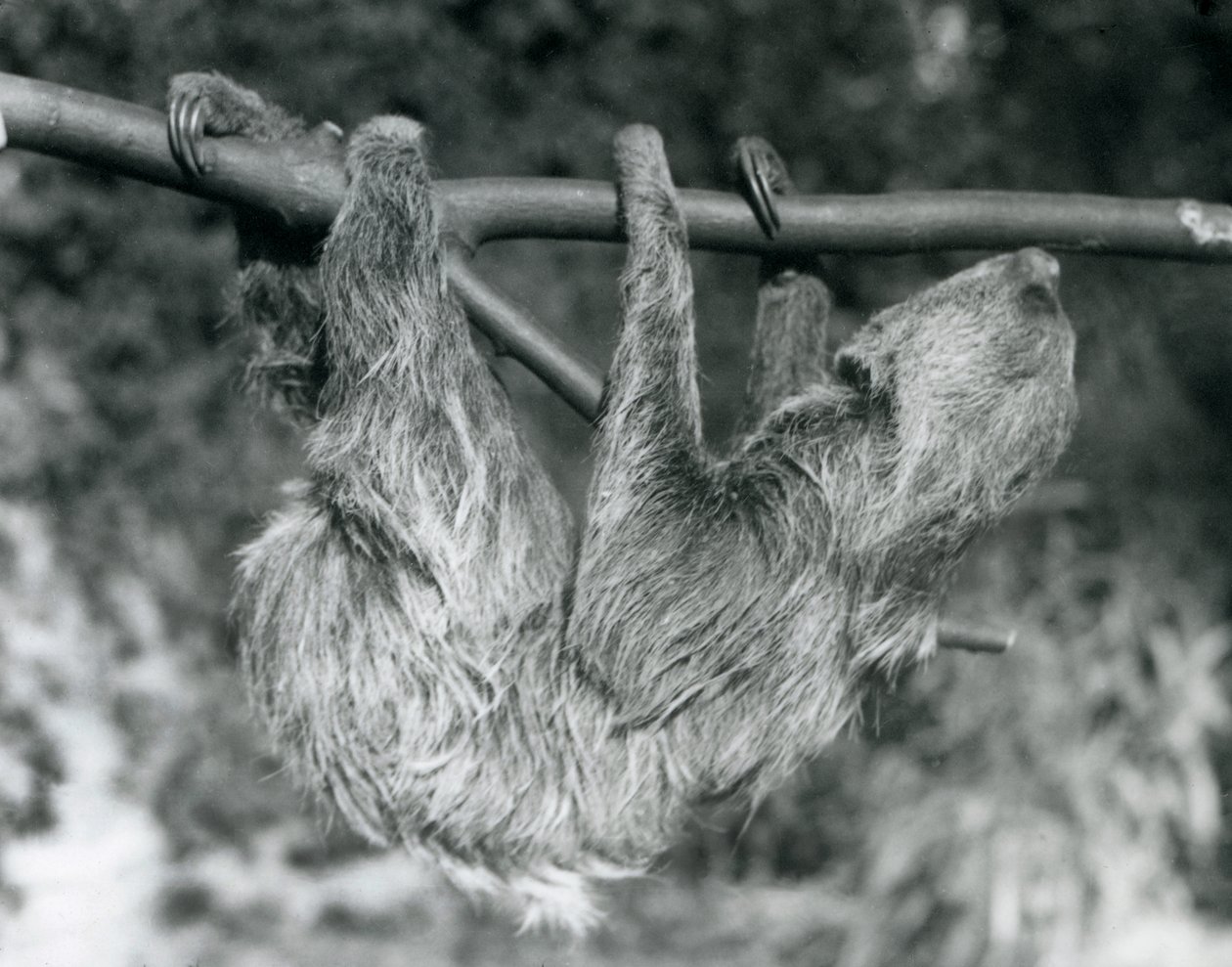 Ein Zweifingerfaultier hängt von einem abgeschnittenen Ast, Londoner Zoo, 1927 von Frederick William Bond