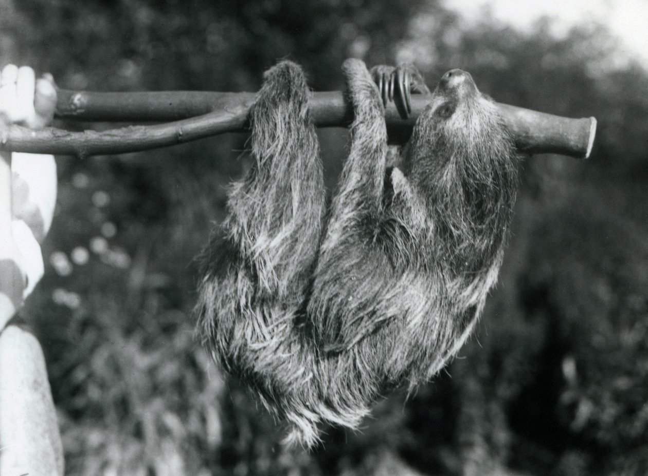 Ein Zweizehenfaultier, das an einem abgeschnittenen Ast hängt, gehalten von einem Wärter, London Zoo, 1925 von Frederick William Bond