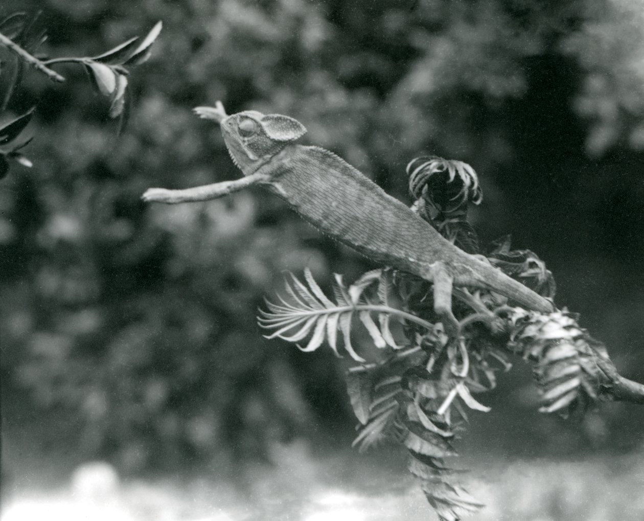 Ein verschleierter oder Jemen-Chamäleon steht auf einem belaubten Zweig und greift nach einem anderen, London Zoo, Juni 1924 von Frederick William Bond