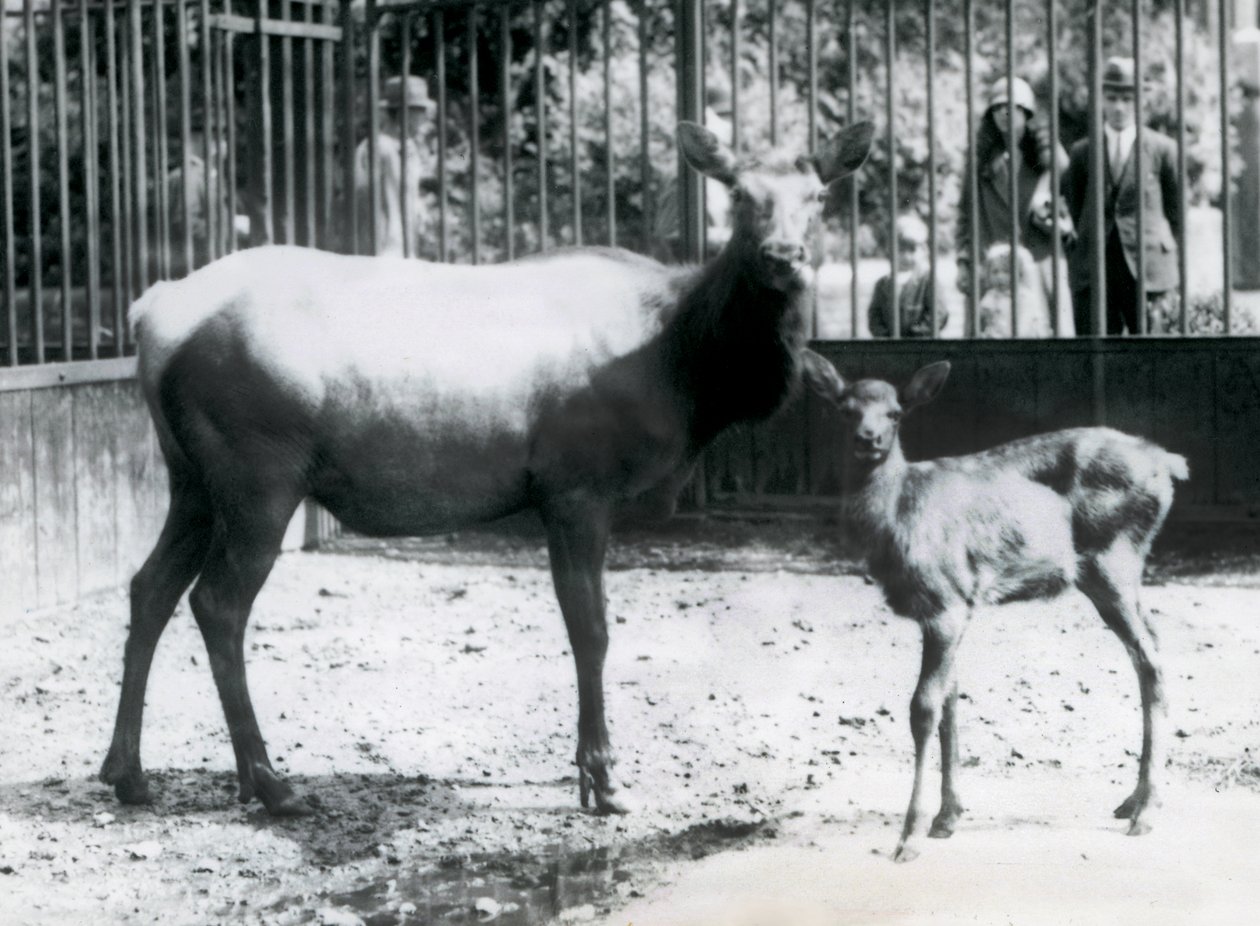 Ein Wapiti/Elch mit ihrem Kitz in ihrem Gehege, Besucher schauen durch Gitterstäbe zu, Londoner Zoo von Frederick William Bond