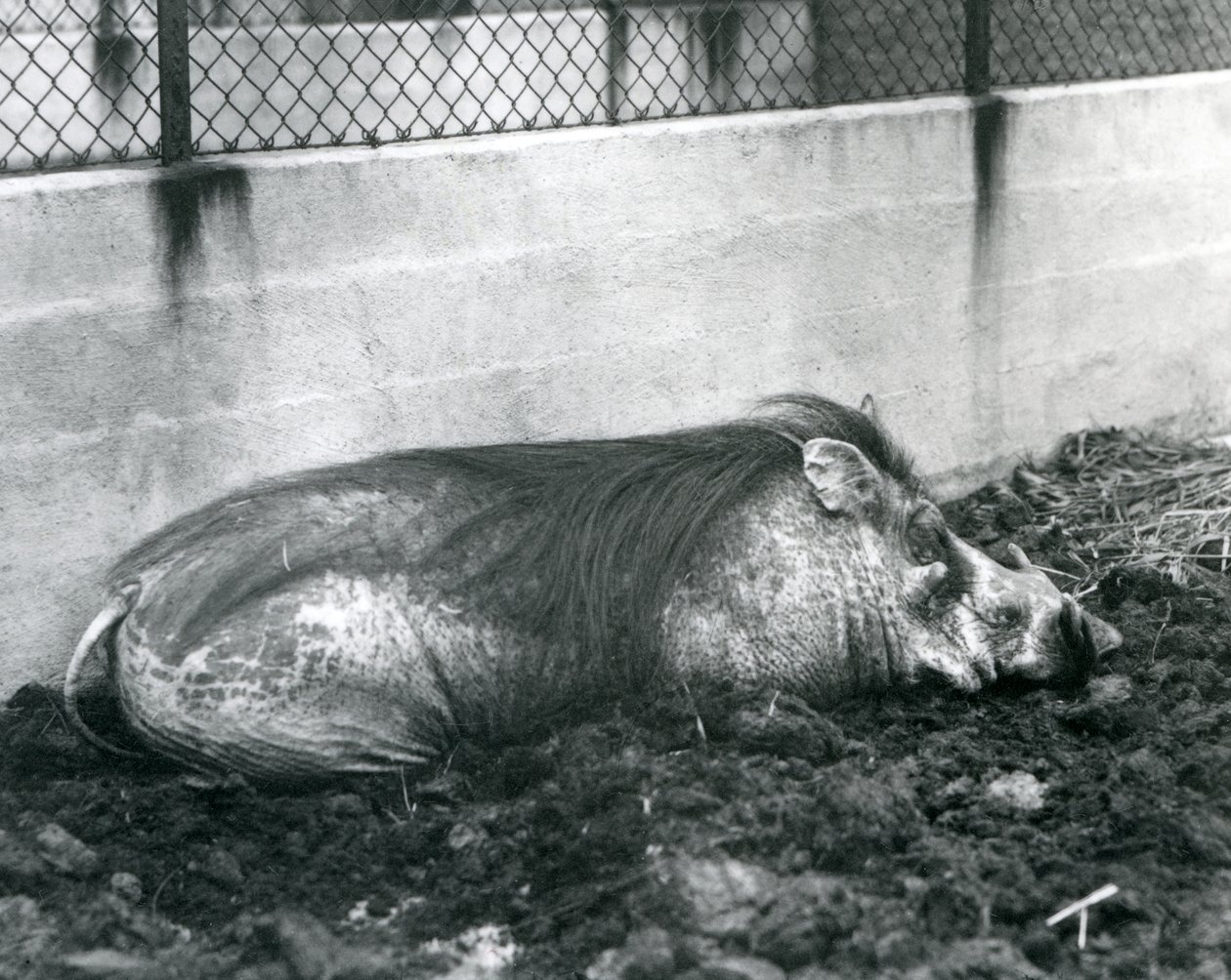 Ein Warzenschwein schläft im Schlamm, Londoner Zoo, Juli 1927 (s/w Foto) von Frederick William Bond