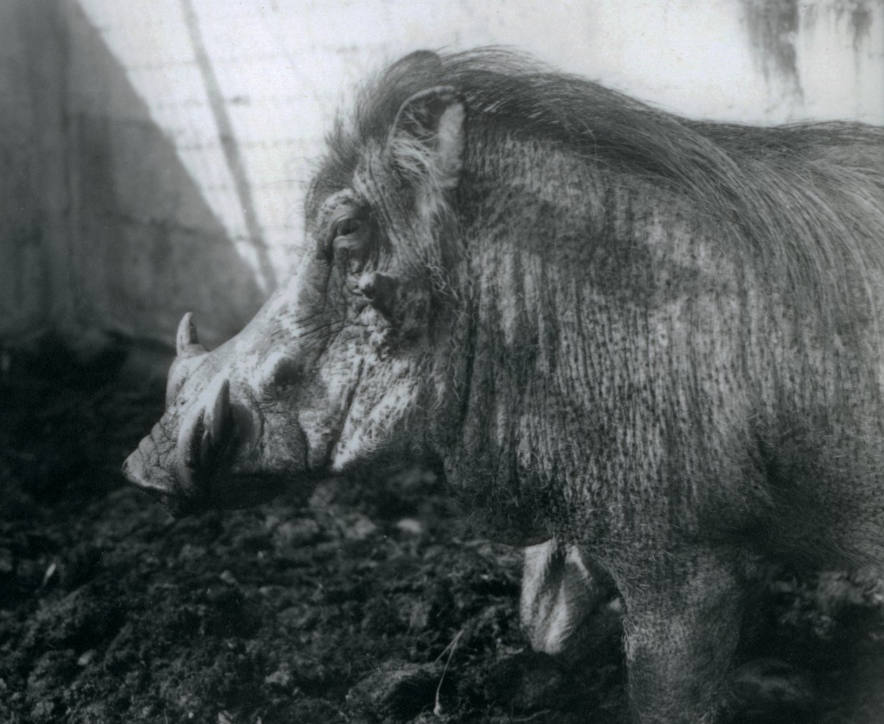 Ein Warzenschwein steht im Schlamm, Londoner Zoo, 1927 von Frederick William Bond