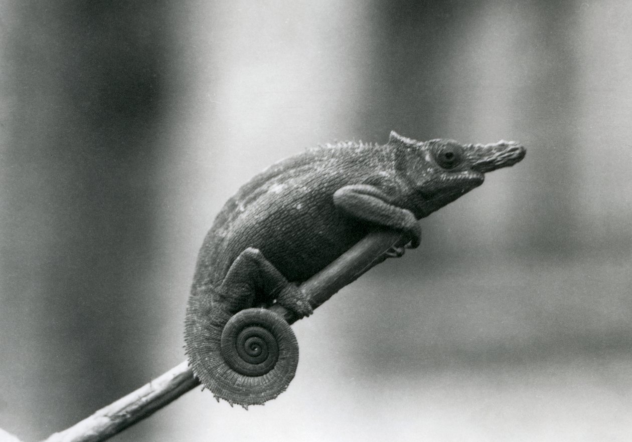 Ein West-Usambara-Zweihorn-Chamäleon, Londoner Zoo, 1927 von Frederick William Bond