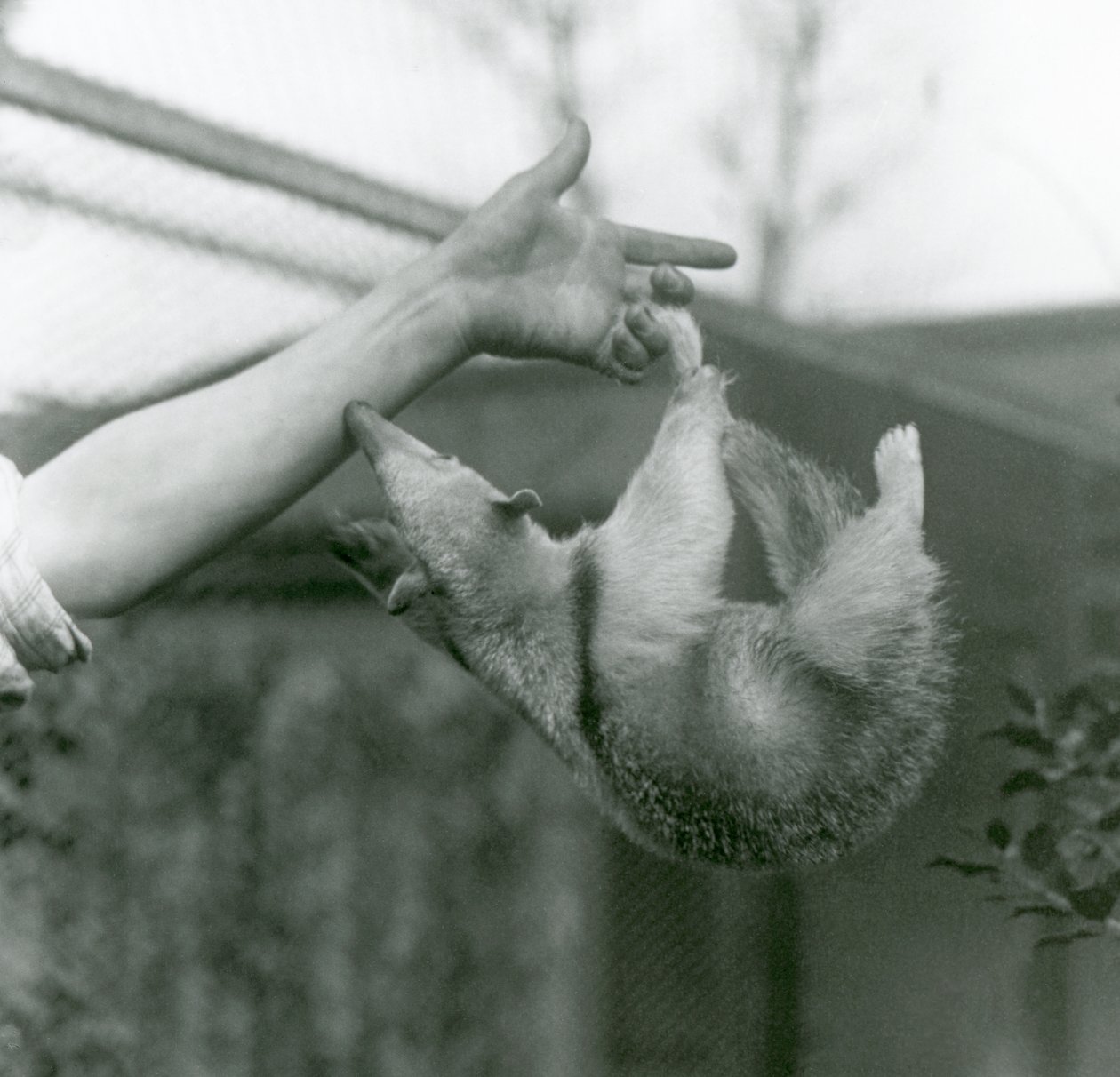 Ein junger Halsband-Tamandua hängt mit seinem Greifschwanz an den Fingern seines Pflegers, während er versucht, sich am Arm des Pflegers festzuhalten, Londoner Zoo, April 1925 von Frederick William Bond