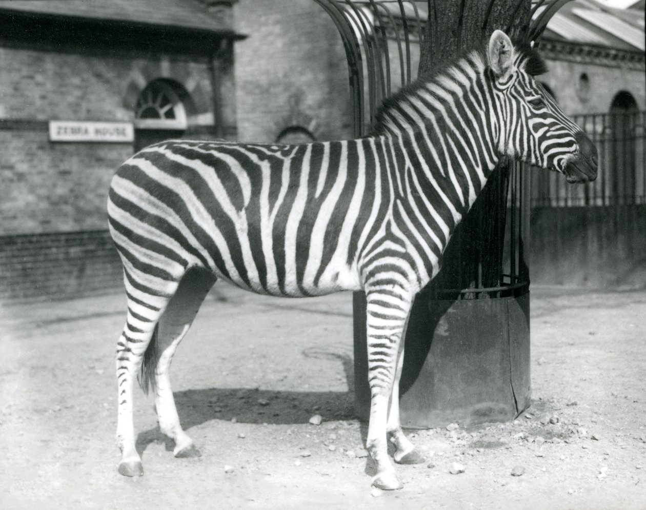 Ein Zebra steht im Paddock vor dem Zebrahaus im London Zoo, 1925 von Frederick William Bond
