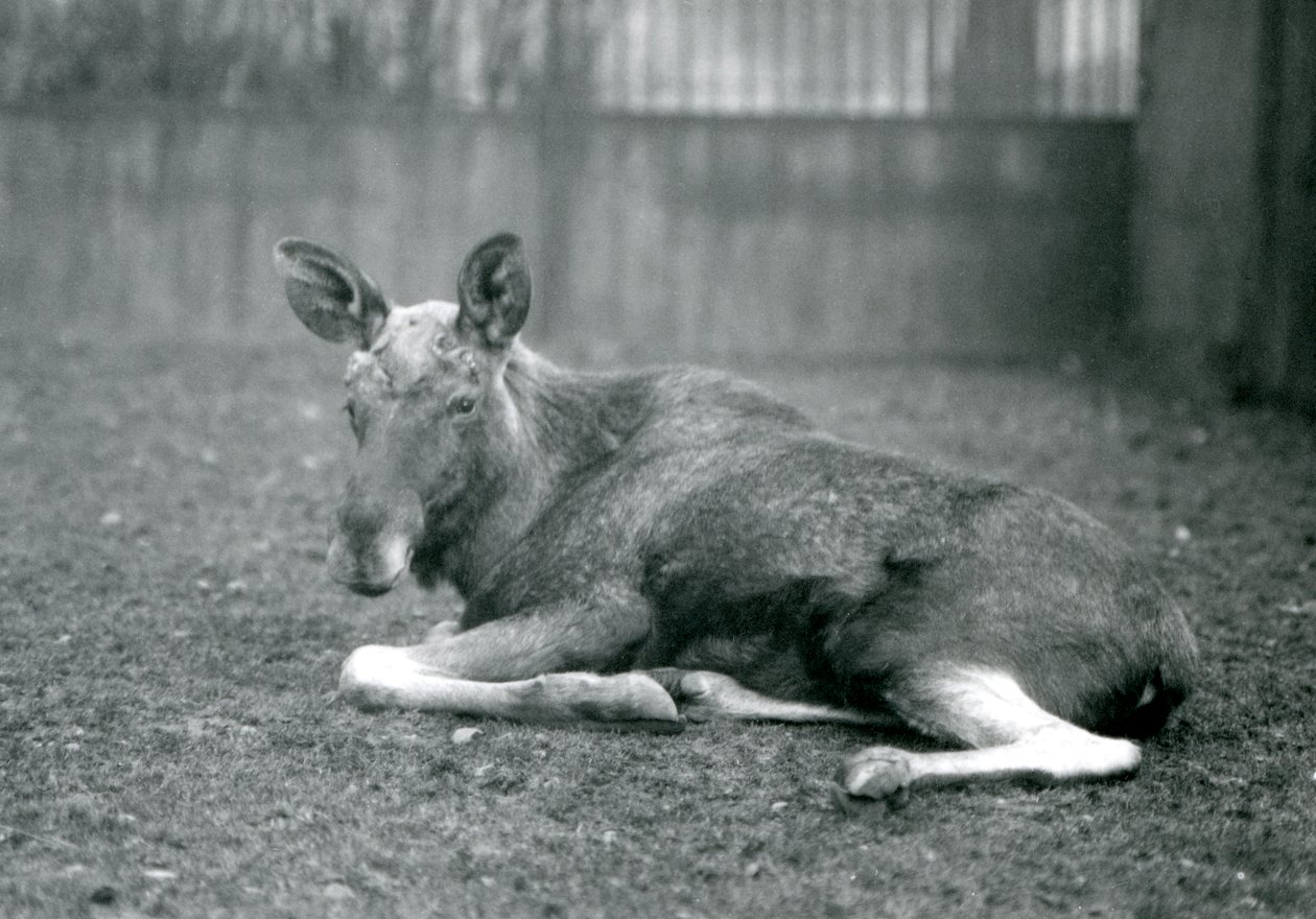 Ein Elchbulle, der die Narben seiner kürzlich abgeworfenen Geweihe zeigt, liegend im London Zoo, Januar 1926 von Frederick William Bond