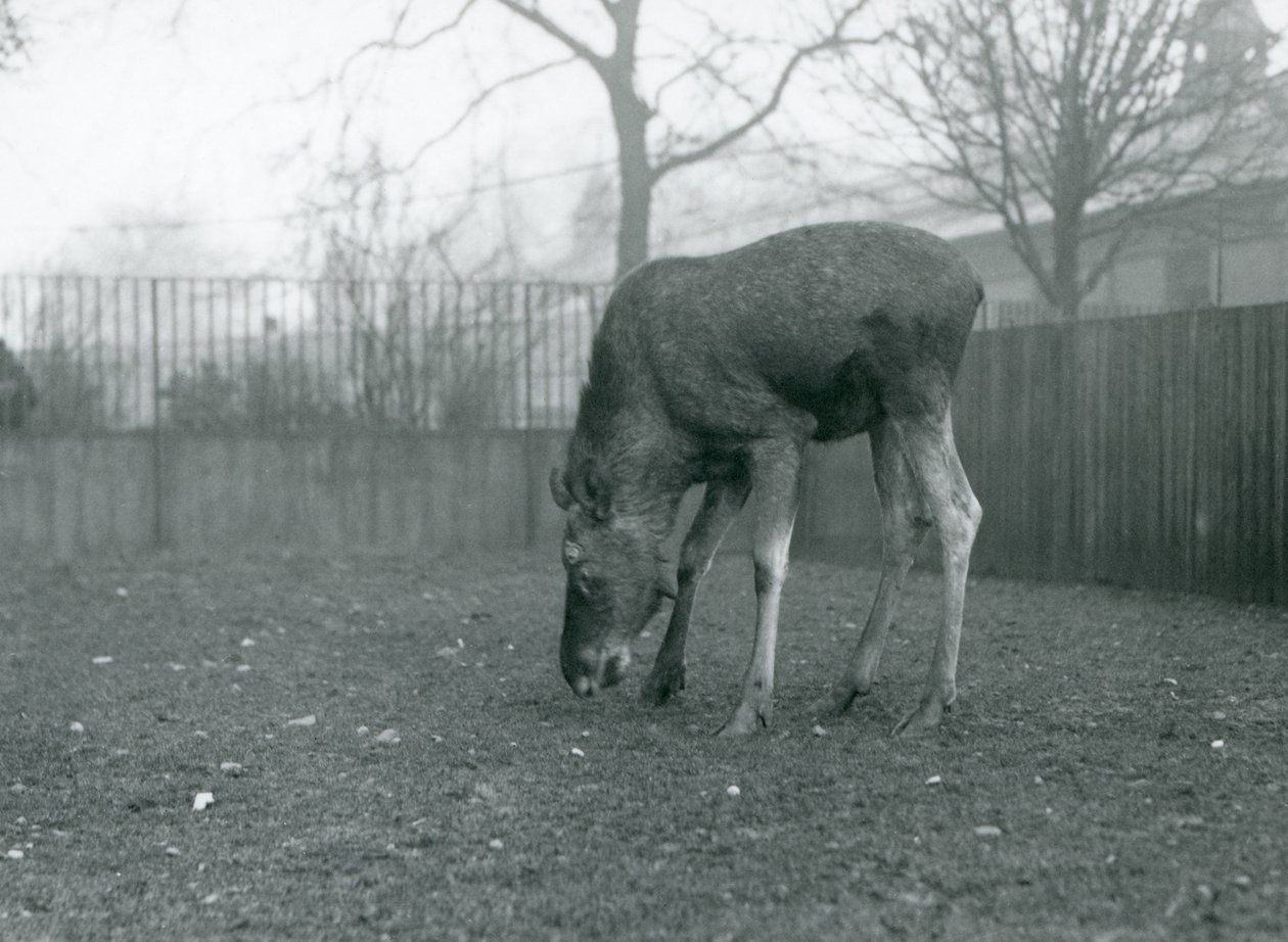 Ein Elch steht in seinem Gehege und beugt sich zum Gras hinunter, Londoner Zoo, Januar 1926 (s/w Foto) von Frederick William Bond