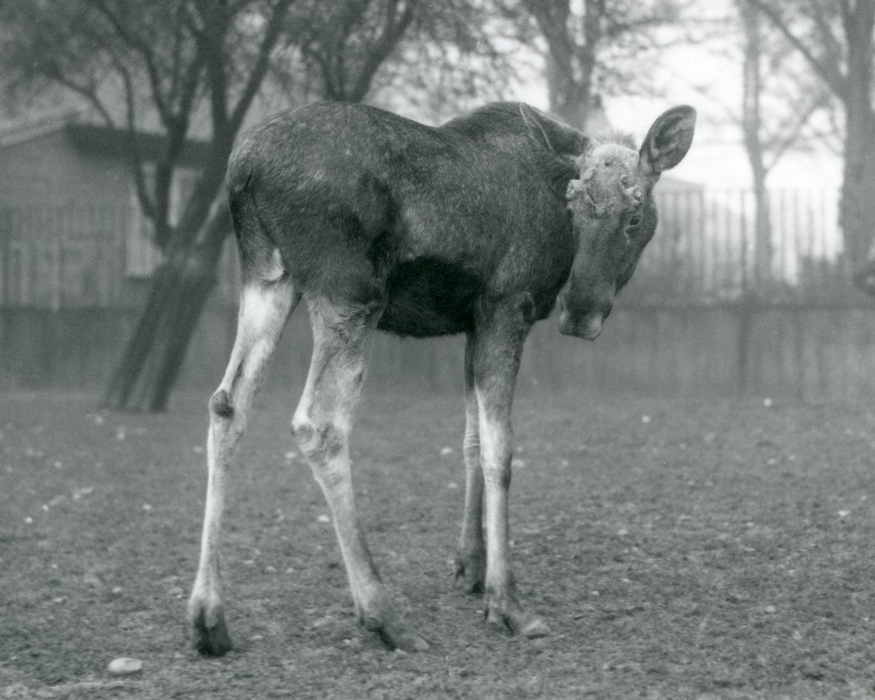 Ein Elchbulle, mit Wunden von kürzlich abgeworfenen Geweihen, stehend im London Zoo, Januar 1926 von Frederick William Bond