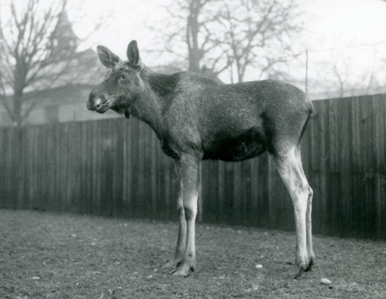 Ein Elchbulle, mit Wunden von kürzlich abgeworfenen Geweihen, stehend im London Zoo, Januar 1926 von Frederick William Bond