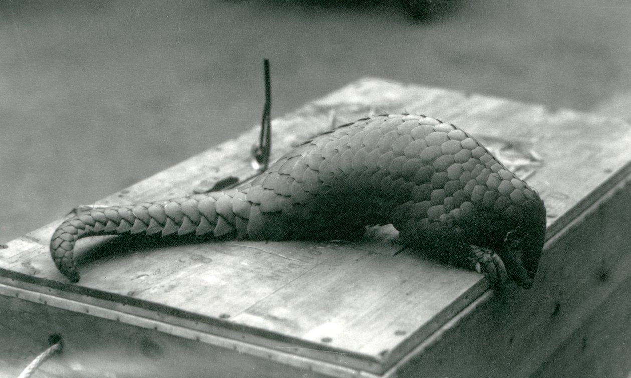 Ein vom Aussterben bedrohter chinesischer Pangolin, der über den Rand der Holzkiste schaut, auf der er sitzt, Londoner Zoo, Juli 1925 von Frederick William Bond